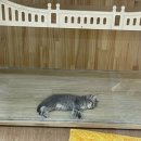 아이캣유 이미지