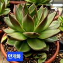 #만개화 이미지