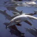 돌고래 이미지
