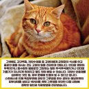 왈가닥펫 네이버블로그