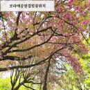 보라매청소년수련관 | 서울겹벚꽃명소 보라매공원 개화상황 위치 봄꽃놀이