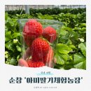 순창 아이랑 실내 미식 체험 관광 "아미딸기체험농장" 후기