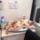 제연동물병원 이미지