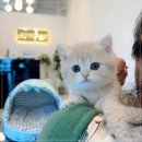 수원고양이전문분양 아임캣 (I'M CAT) | 천안고양이분양 퍼스트캣 본점 랙돌분양