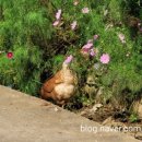 평창신씨네 자연방사 닭농장 이미지