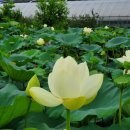 남원 진기리 느티나무 이미지