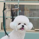 예쁘개해줄개 이미지