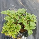 효기농장 이미지