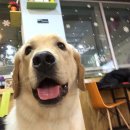 퍼피마마 이미지