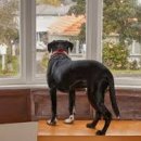 레스펫동물병원 이미지