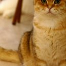 냥이싸롱 이미지