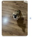 카페 거너실 | 안녕 후추야