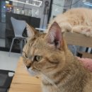 예뻐질:개&고양이카페 이미지