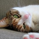 와이비 메디컬 이미지