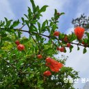제1555호 이미지