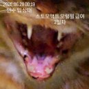 액트 | 스토모액트 오랄젤 10일 사용 후기
