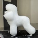 탑 애견 이미지