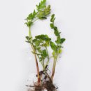 미나리 키우기 : 돌미나리싹 틔우기 심는법, 심기 물주기 방법, 텃밭 미나리꽝 만들기 이미지