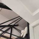 케나인동물병원 이미지