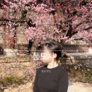 속구미 산책로 화장실 | 통도사 홍매화 개화 실시간 우담바라꽃 포토존 양산 가볼만한 곳