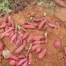 안만순농장 이미지