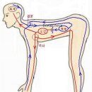 오장육부가 팔과 다리에서 음양이 반대로 된다는 뜻에 대한 질문의 답변 이미지