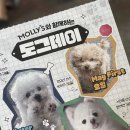 데이도그 Daum카페