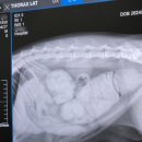 다나동물병원 이미지