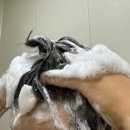 심콩 | 미용실 단백질샴푸 고급 호텔 스파향 가득한 헤트라스 심콩 퍼퓸샴푸 리얼 사용후기