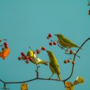 동박새와 붉게익은 맹감나무 열매 이미지