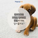 올어바웃펫 이미지