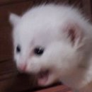 인성