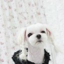 향기펫샵 이미지