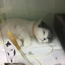 마음을 나누는 동물병원 | 스코티시폴드 고양이 관절염 마음을 나누는 동물 병원 고양이 침 치료 고양이한방병원 후기
