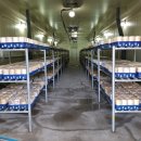 경주버섯 이미지