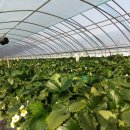 진성농장2 이미지