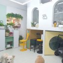 우리동네 펫 이미지