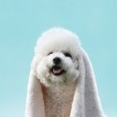 매탄동물병원 이미지