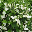 삼백초한의원 이미지