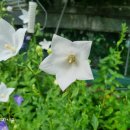 성립농장 이미지