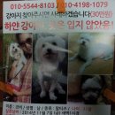 서울 성산동에서 코비라는 아이를 찾고 있습니다 이미지