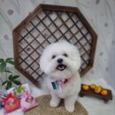 우리 애견 미용실 | 화곡동 애견 미용실 추천ㅣ단골 애견미용실 강아지 소풍