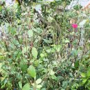 장미의 집 이미지