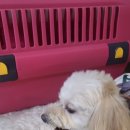 펫잇보리 이미지