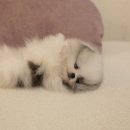 퍼피 비비드 이미지