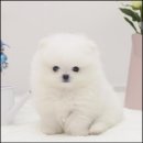 더독스 강아지분양 서울 네이버블로그