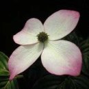 The Spectacular Flowering Dogwoods[산딸나무 비교] 이미지