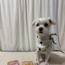 홍천 개아빠 이미지