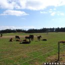 성지목장 이미지