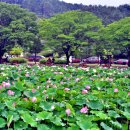 충남부여 궁남지연꽃 이미지
